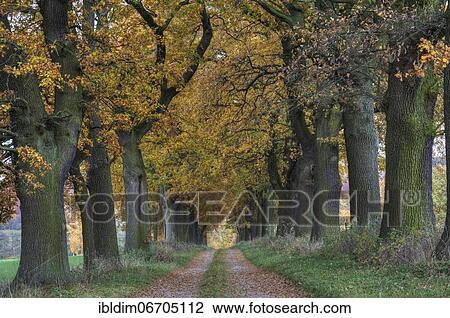 Avenue of oaks in autumn (Quercus robur), Hesse, Germany, Europe View Large Photo Image Stock Image - Avenue of oaks in autumn (Quercus robur), Hesse, Germany, Europe. Fotosearch