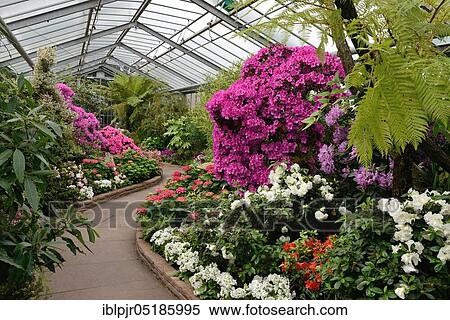 Azalea House, Wilhelma, Zoological-Botanical Garden, Stuttgart, Baden-Württemberg, Germany, Europe View Large Photo Image Stock Photography - Azalea House, Wilhelma, Zoological-Botanical Garden, Stuttgart, Baden-Württemberg, Germany, Europe. Fotosearch