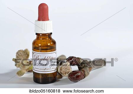 Bach Flower remedy chestnut bud View Large Photo Image Stock Photo - Bach Flower remedy chestnut bud. Fotosearch