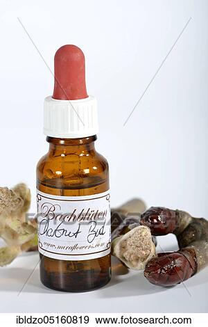 Bach Flower remedy chestnut bud View Large Photo Image Stock Photo - Bach Flower remedy chestnut bud. Fotosearch