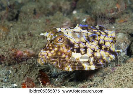 Stock Photography - Backspine trunkfish, Lactoria fornasini, Ambon, Moluccas, Indonesia, Asia. Fotosearch