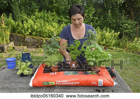 Bag of garden soil planted with tomatoes and cruciferous plants, tomatoes, marjoram (Origanum majorana), parsley (Petroselinum crispum), rosemary (Rosmarinus officinalis), picking salad, basil (Ocimum basilicum) View Large Photo Image Stock Image - Bag of garden soil planted with tomatoes and cruciferous plants, tomatoes, marjoram (Origanum majorana), parsley (Petroselinum crispum), rosemary (Rosmarinus officinalis), picking salad, basil (Ocimum basilicum). Fotosearch