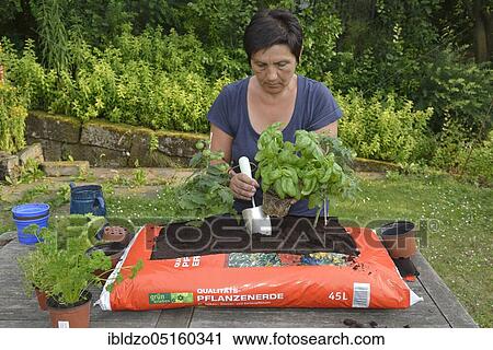 Bag of garden soil planted with tomatoes and cruciferous plants, tomatoes, marjoram (Origanum majorana), parsley (Petroselinum crispum), rosemary (Rosmarinus officinalis), picking salad, basil (Ocimum basilicum) View Large Photo Image Stock Image - Bag of garden soil planted with tomatoes and cruciferous plants, tomatoes, marjoram (Origanum majorana), parsley (Petroselinum crispum), rosemary (Rosmarinus officinalis), picking salad, basil (Ocimum basilicum). Fotosearch