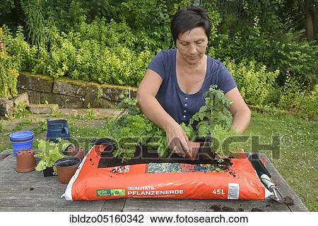 Bag of garden soil planted with tomatoes and cruciferous plants, tomatoes, marjoram (Origanum majorana), parsley (Petroselinum crispum), rosemary (Rosmarinus officinalis), picking salad, basil (Ocimum basilicum) View Large Photo Image Stock Image - Bag of garden soil planted with tomatoes and cruciferous plants, tomatoes, marjoram (Origanum majorana), parsley (Petroselinum crispum), rosemary (Rosmarinus officinalis), picking salad, basil (Ocimum basilicum). Fotosearch