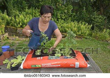 Bag of garden soil planted with tomatoes and cruciferous plants, tomatoes, marjoram (Origanum majorana), parsley (Petroselinum crispum), rosemary (Rosmarinus officinalis), picking salad, basil (Ocimum basilicum) View Large Photo Image Stock Image - Bag of garden soil planted with tomatoes and cruciferous plants, tomatoes, marjoram (Origanum majorana), parsley (Petroselinum crispum), rosemary (Rosmarinus officinalis), picking salad, basil (Ocimum basilicum). Fotosearch