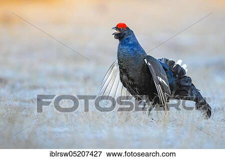 Balancing transmitter Black Grouse cock (Lyrurus tetrix), Sweden, Europe View Large Photo Image Stock Photo - Balancing transmitter Black Grouse cock (Lyrurus tetrix), Sweden, Europe. Fotosearch