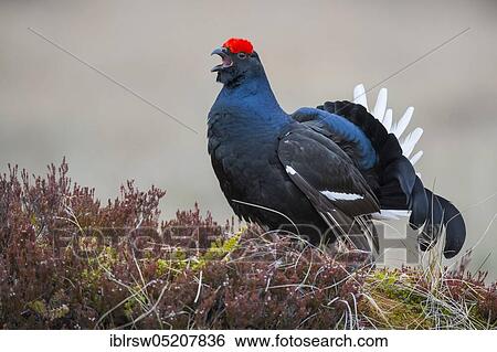 Balancing transmitter Black Grouse cock (Lyrurus tetrix), Sweden, Europe View Large Photo Image Stock Photograph - Balancing transmitter Black Grouse cock (Lyrurus tetrix), Sweden, Europe. Fotosearch