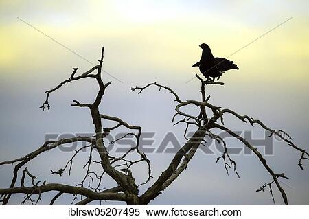 Stock Photography - Balancing transmitter Black Grouse cock (Lyrurus tetrix), Sweden, Europe. Fotosearch