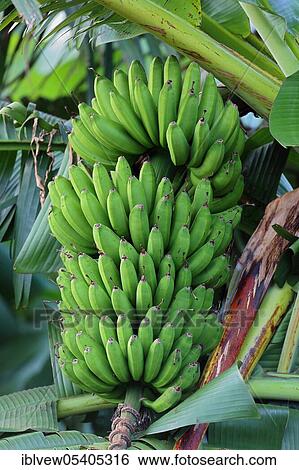 Stock Photograph - Bananas (Musa), Zanzibar, Tanzania, Africa. Fotosearch