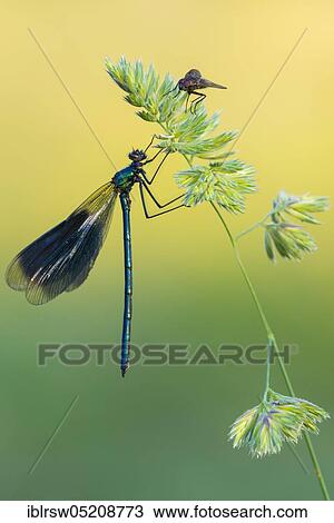 Stock Image - Banded demoiselle (Calopteryx splendens) Lower Saxony, Germany, Europe. Fotosearch