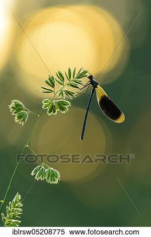 Banded demoiselle (Calopteryx splendens) Lower Saxony, Germany, Europe View Large Photo Image Stock Photography - Banded demoiselle (Calopteryx splendens) Lower Saxony, Germany, Europe. Fotosearch