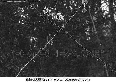 Barbed wire, Chernobyl exclusion zone, Ukraine, Europe View Large Photo Image Picture - Barbed wire, Chernobyl exclusion zone, Ukraine, Europe. Fotosearch