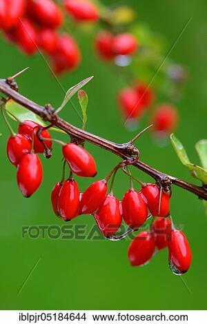 Barberry berries ( Berberis vulgaris) on twig View Large Photo Image Picture - Barberry berries ( Berberis vulgaris) on twig. Fotosearch