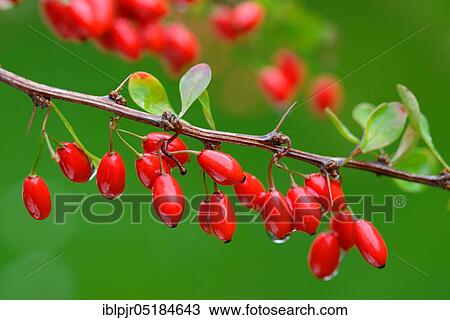Barberry berries ( Berberis vulgaris) on twig View Large Photo Image Stock Image - Barberry berries ( Berberis vulgaris) on twig. Fotosearch