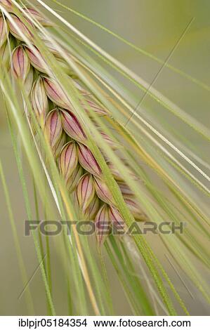 Barley (Hordeum vulgare) View Large Photo Image Picture - Barley (Hordeum vulgare). Fotosearch