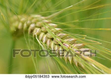Stock Image - Barley (Hordeum vulgare). Fotosearch