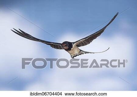 Barn swallow (Hirundo rustica), in flight, Thuringia, Germany, Europe View Large Photo Image Picture - Barn swallow (Hirundo rustica), in flight, Thuringia, Germany, Europe. Fotosearch