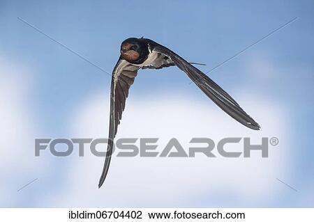 Barn swallow (Hirundo rustica), in flight, Thuringia, Germany, Europe View Large Photo Image Stock Image - Barn swallow (Hirundo rustica), in flight, Thuringia, Germany, Europe. Fotosearch