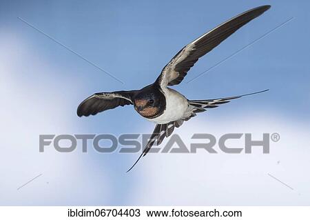 Barn swallow (Hirundo rustica), in flight, Thuringia, Germany, Europe View Large Photo Image Stock Image - Barn swallow (Hirundo rustica), in flight, Thuringia, Germany, Europe. Fotosearch