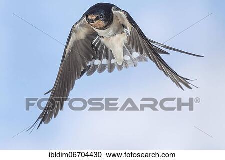Barn swallow (Hirundo rustica), in flight, Thuringia, Germany, Europe View Large Photo Image Stock Image - Barn swallow (Hirundo rustica), in flight, Thuringia, Germany, Europe. Fotosearch