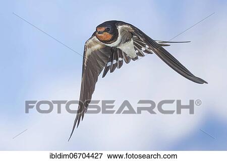 Barn swallow (Hirundo rustica), in flight, Thuringia, Germany, Europe View Large Photo Image Stock Photo - Barn swallow (Hirundo rustica), in flight, Thuringia, Germany, Europe. Fotosearch