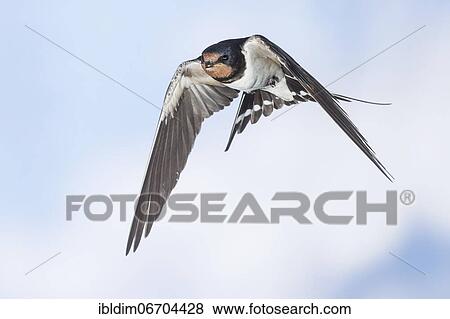Barn swallow (Hirundo rustica), in flight, Thuringia, Germany, Europe View Large Photo Image Stock Photo - Barn swallow (Hirundo rustica), in flight, Thuringia, Germany, Europe. Fotosearch