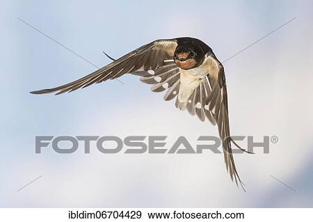 Barn swallow (Hirundo rustica), in flight, Thuringia, Germany, Europe View Large Photo Image Stock Photo - Barn swallow (Hirundo rustica), in flight, Thuringia, Germany, Europe. Fotosearch