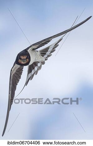 Barn swallow (Hirundo rustica), in flight, Thuringia, Germany, Europe View Large Photo Image Stock Photograph - Barn swallow (Hirundo rustica), in flight, Thuringia, Germany, Europe. Fotosearch