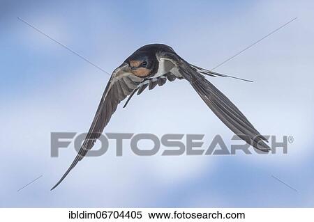 Barn swallow (Hirundo rustica), in flight, Thuringia, Germany, Europe View Large Photo Image Stock Photography - Barn swallow (Hirundo rustica), in flight, Thuringia, Germany, Europe. Fotosearch