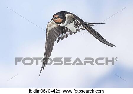 Barn swallow (Hirundo rustica), in flight, Thuringia, Germany, Europe View Large Photo Image Stock Photography - Barn swallow (Hirundo rustica), in flight, Thuringia, Germany, Europe. Fotosearch