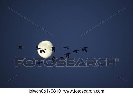 Stock Image - Barnacle goose, white-cheeked goose, with moon, February, Lower Rhine, North Rhine-Westphalia, Germany, Europe. Fotosearch