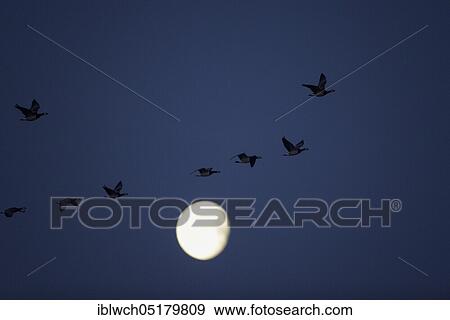 Stock Photo - Barnacle goose, white-cheeked goose, with moon, February, Lower Rhine, North Rhine-Westphalia, Germany, Europe. Fotosearch