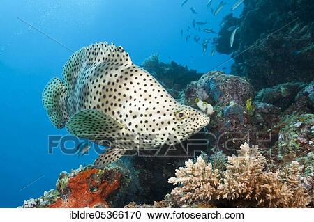 Barramundi Cod (Cromileptes altivelis), Great Barrier Reef, Australia, Oceania View Large Photo Image Stock Image - Barramundi Cod (Cromileptes altivelis), Great Barrier Reef, Australia, Oceania. Fotosearch