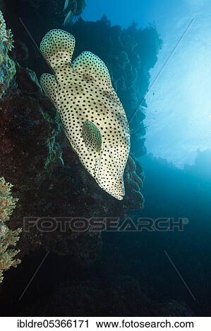 Barramundi Cod (Cromileptes altivelis), Great Barrier Reef, Australia, Oceania View Large Photo Image Stock Image - Barramundi Cod (Cromileptes altivelis), Great Barrier Reef, Australia, Oceania. Fotosearch