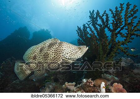 Barramundi Cod (Cromileptes altivelis), Great Barrier Reef, Australia, Oceania View Large Photo Image Stock Image - Barramundi Cod (Cromileptes altivelis), Great Barrier Reef, Australia, Oceania. Fotosearch