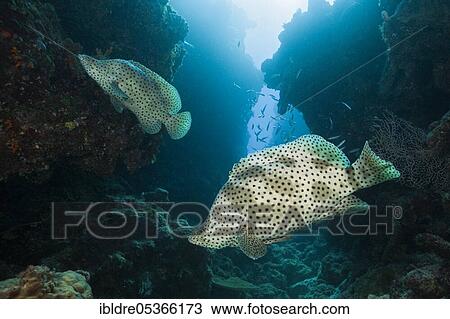 Barramundi Cod (Cromileptes altivelis), Great Barrier Reef, Australia, Oceania View Large Photo Image Stock Image - Barramundi Cod (Cromileptes altivelis), Great Barrier Reef, Australia, Oceania. Fotosearch