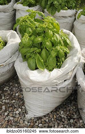Stock Photography - Basil (Ocimum basilicum) planted in rice bags. Fotosearch