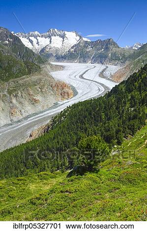 Bathtub horns and Aletsch Glacier, Valais, Switzerland, Europe View Large Photo Image Stock Image - Bathtub horns and Aletsch Glacier, Valais, Switzerland, Europe. Fotosearch