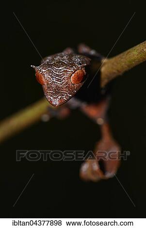 Baweng satanic leaf gecko (Uroplatus phantasticus), rainforest, Ranomafana, southeast Madagascar View Large Photo Image Stock Photo - Baweng satanic leaf gecko (Uroplatus phantasticus), rainforest, Ranomafana, southeast Madagascar. Fotosearch