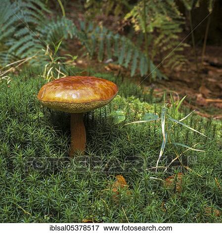 Bay bolete (boletus badius), Schleswig-Holstein, Germany, Europe View Large Photo Image Stock Photo - Bay bolete (boletus badius), Schleswig-Holstein, Germany, Europe. Fotosearch