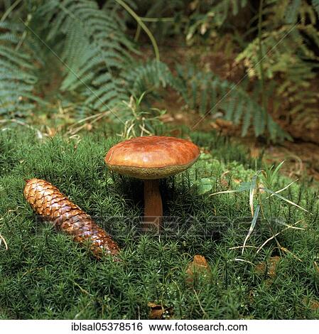 Bay bolete (boletus badius), Schleswig-Holstein, Germany, Europe View Large Photo Image Stock Photograph - Bay bolete (boletus badius), Schleswig-Holstein, Germany, Europe. Fotosearch