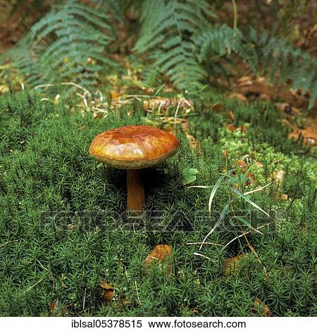 Bay bolete (boletus badius), Schleswig-Holstein, Germany, Europe View Large Photo Image Stock Photography - Bay bolete (boletus badius), Schleswig-Holstein, Germany, Europe. Fotosearch