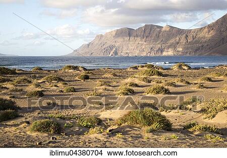 Beach and cliffs, La Caleta de Famara, Lanzarote, Canary islands, Spain, Europe View Large Photo Image Picture - Beach and cliffs, La Caleta de Famara, Lanzarote, Canary islands, Spain, Europe. Fotosearch