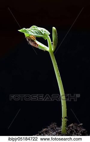 Bean( Phaseolus vulgaris), seedling, seedling View Large Photo Image Stock Image - Bean( Phaseolus vulgaris), seedling, seedling. Fotosearch