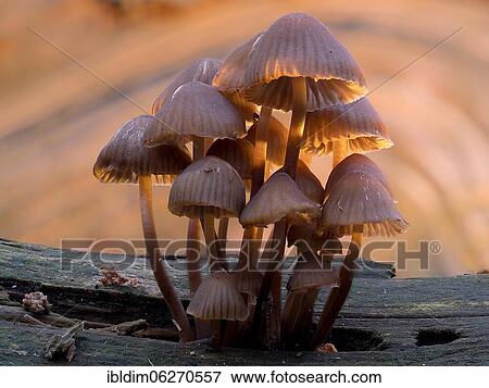 Beautiful bonnet (Mycena renati), North Rhine-Westphalia, Germany, Europe View Large Photo Image Stock Photo - Beautiful bonnet (Mycena renati), North Rhine-Westphalia, Germany, Europe. Fotosearch