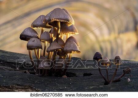 Beautiful bonnet (Mycena renati), North Rhine-Westphalia, Germany, Europe View Large Photo Image Stock Photography - Beautiful bonnet (Mycena renati), North Rhine-Westphalia, Germany, Europe. Fotosearch
