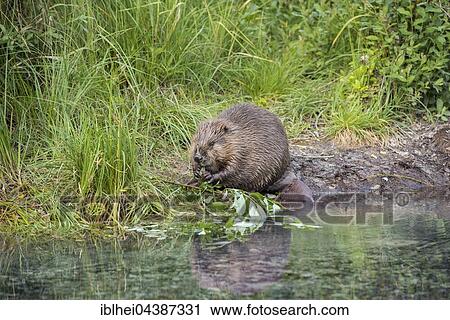 Beaver (Castor fiber) feeding on willow branches in water, Upper Austria, Austria, Europe View Large Photo Image Stock Image - Beaver (Castor fiber) feeding on willow branches in water, Upper Austria, Austria, Europe. Fotosearch