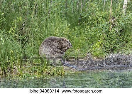 Beaver (Castor fiber) in water, Upper Austria, Austria, Europe View Large Photo Image Picture - Beaver (Castor fiber) in water, Upper Austria, Austria, Europe. Fotosearch