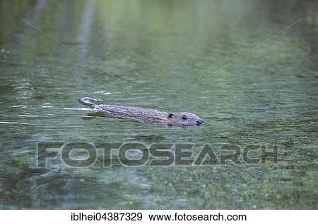 Beaver (Castor fiber) swimming in water, Upper Austria, Austria, Europe View Large Photo Image Stock Photo - Beaver (Castor fiber) swimming in water, Upper Austria, Austria, Europe. Fotosearch