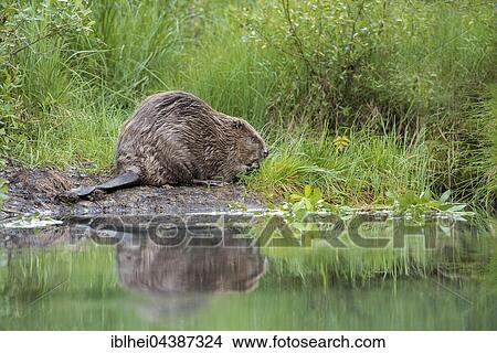 Beaver (Castor fiber) while feeding, Upper Austria, Austria, Europe View Large Photo Image Picture - Beaver (Castor fiber) while feeding, Upper Austria, Austria, Europe. Fotosearch